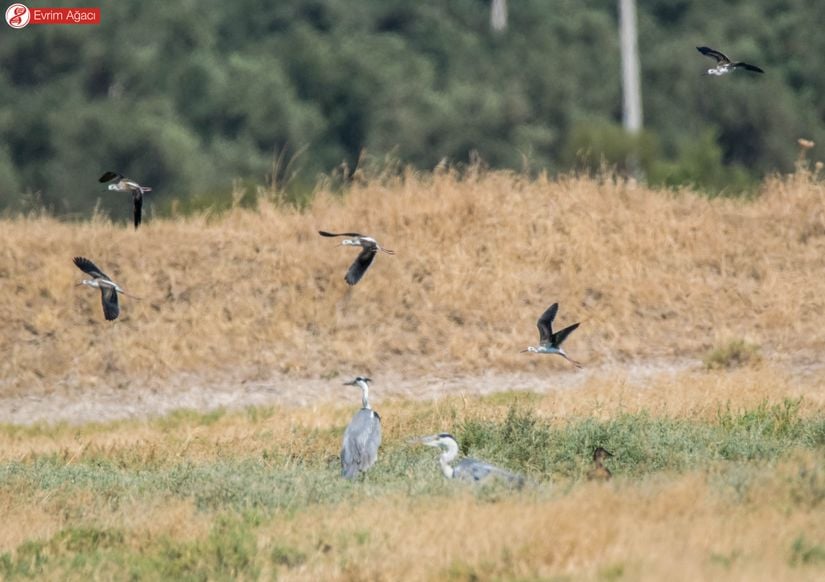 Havada uçuşan uzunbacaklar (Himantopus himantopus), yerde tüneyen gri balıkçıllar (Ardea cinerea) ve sağ tarafta kafası gözüken bir yeşilbaş ördek (Anas platyrhynchos).