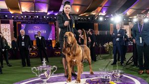 2025 Westminster Kennel Club Dog Show Returns To Madison Square Garden