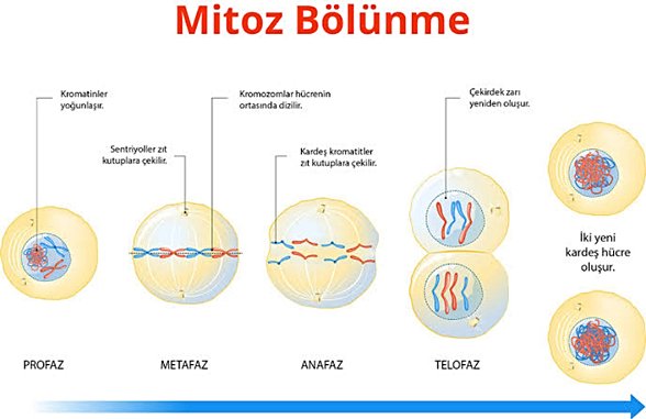 Görselde görüleceği gibi, eşin olmadığı mitoz bölünme durumunda, hücre kendi genetik özelliklerini birebir kopyalayıp çoğaltarak bölünme gerçekleşir.