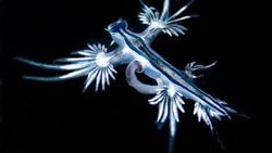 Mavi Deniz Salyangozu (Glaucus atlanticus)