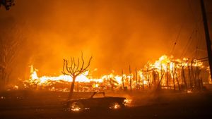 Los Angeles Wildfires Rage On, Claim 24 Lives