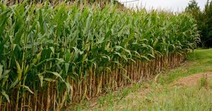 New Analysis Method Reveals Best Maize Hybrids For Rio