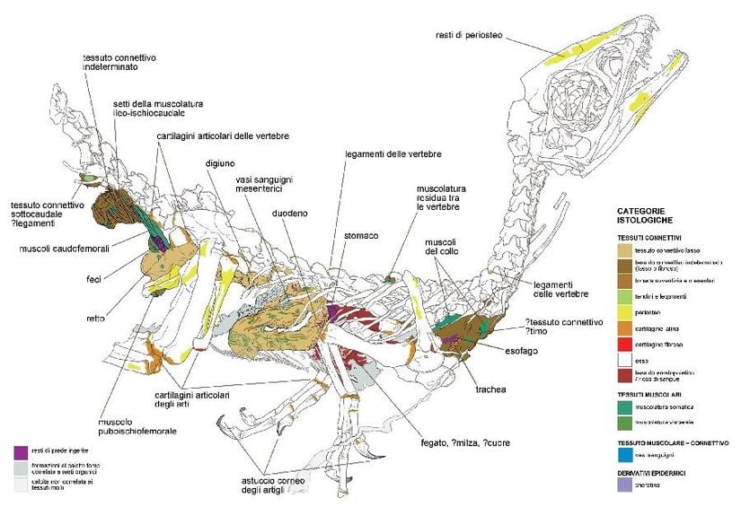 Scipionyx samniticus ve keşfedilen yumuşak dokuları