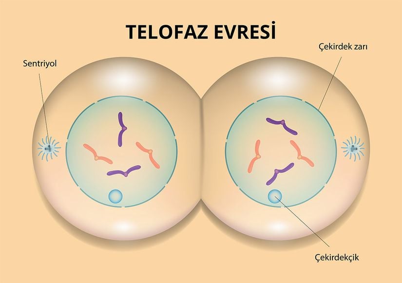 Telofaz Evresi