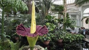 Rare Corpse Flower Blooms For First Time At Brooklyn Botanic Garden