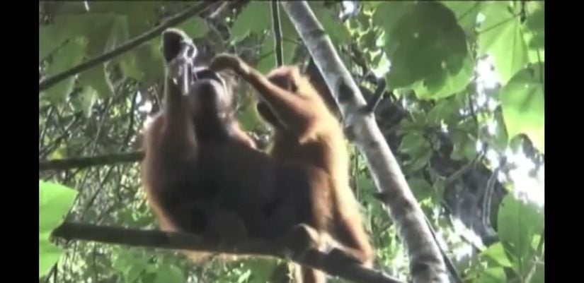 Yavaş loris yiyen dişi bir anne orangutan ve yavrusu"