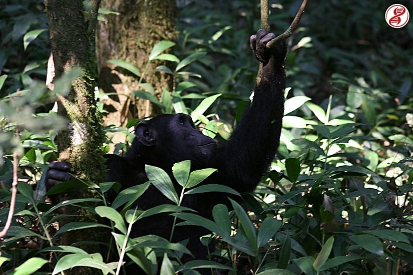 Yetişkin birey, Kibale Ormanı, Uganda.