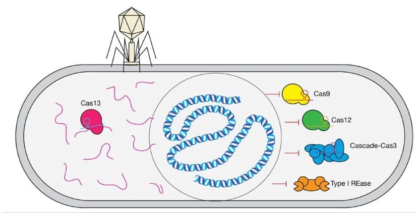 Makelenin bulgularını özetleyen bir model. Cas9, Cas12, Cascade-Cas3 ve Type I REase virüs DNA'sına kompartıman içinde olduğu için ulaşamazken Cas13 mRNA'yı kesiyor.