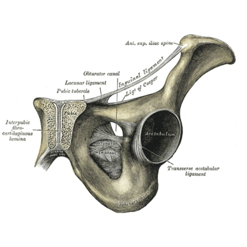 Obturator deliği ve acetabulum illüstrasyonu