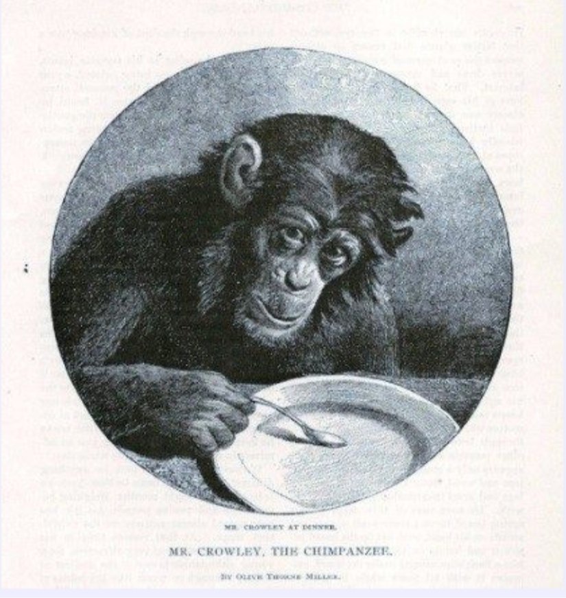 Şempanze Bay Crowley Akşam Yemeğinde - Olive Thorne Miller (Mr. Crowley, the Chimpanzee: Mr. Crowley at Dinner)