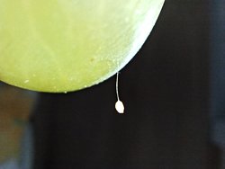 Udumbara bitkisi oldugundan şüpheleniyorum fakat çok emin degilim küf sinek yumurtası olabilir de deniyor tam olarak nedir bu?