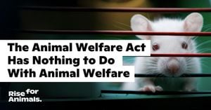 Trump's Claims Ignite Debate Over Animal Welfare Laws