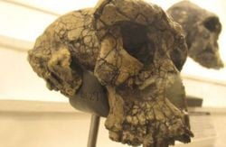 Erken Homininler: 'Sahelanthropus', 'Orrorin' ve 'Ardipithecus'