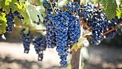 İnsanların Tarım Zararlıları ile Evrim Savaşı, Şarap Yapımında Kullanılan Üzümlere Zarar Veriyor!