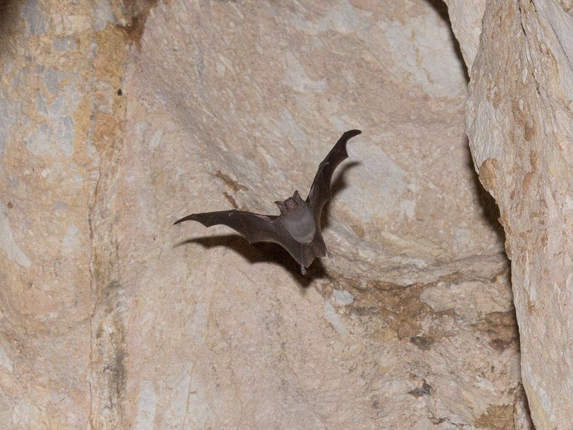 Evrimsel ayrık ve tehlike altındaki bir tür olarak kabul edilen yabanarısı yarasası (Craseonycteris thonglongyai).