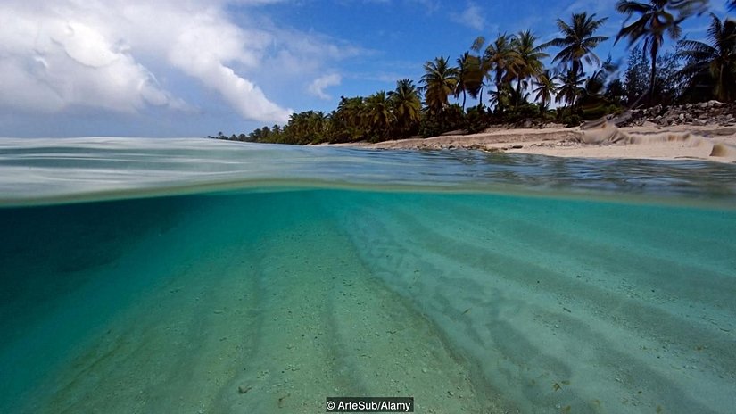 Yaşam belki de denizin sığ yerlerinde başlamıştı.