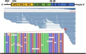 Novel NGS Strategy Revolutionizes Hepatitis A Virus Sequencing