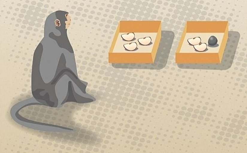 Görsel 5: Sayı ayırımı. Hauser ve arkadaşları (2000) rhesus maymunlarının önüne elma dilimleri yerleştirdi. Maymunlar bir kutudaki dilimlerin toplam sayısı 4’ten az olduğu zaman, daha fazla dilim olan kutuları tercih ettiler.