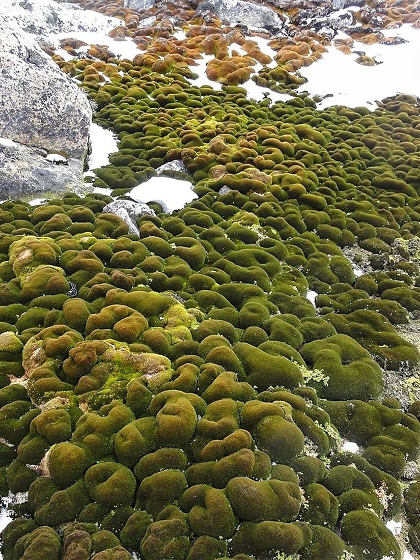 Antarktika'nın florasında yer alan karayosunlarına ait bir fotoğraf karesi.