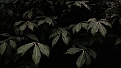 İnsanlığın Aptallığı Üzerine: Evrensel Potansiyelin İsrafı