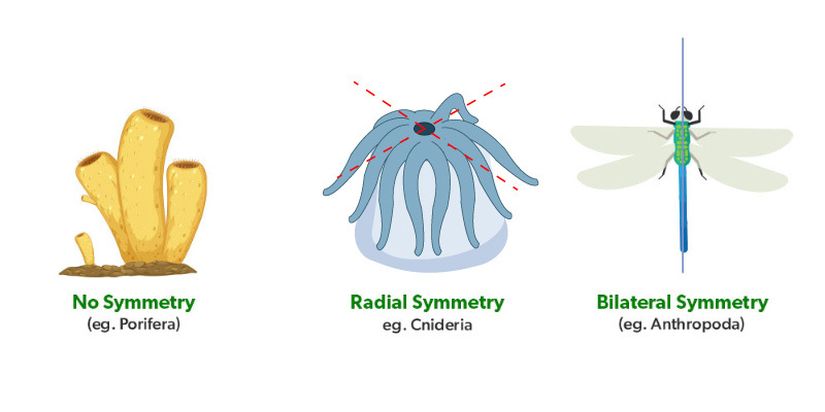 Asimetri, Radyal ve Bilateral