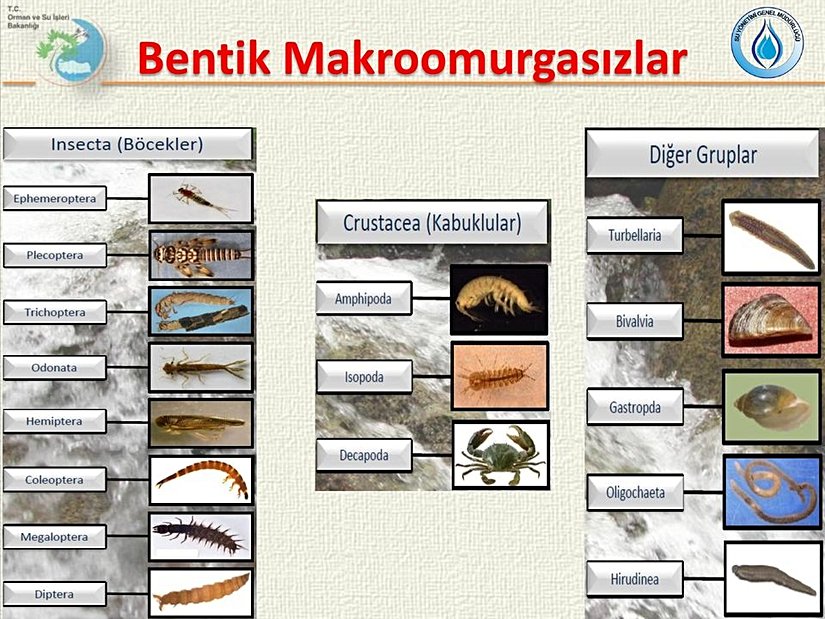 Üzerinde çalışmalar yürütülen bentik makroomurgasızların yer aldığı bir tablo.