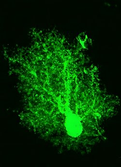 Beynin Dikkat Sisteminde Astrositler Ana Rolü Oynuyor!