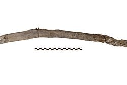 Yunanistan’da 430 Bin Yıllık Ahşap Aletler Bulundu: Bilinen En Eski Örnekler.