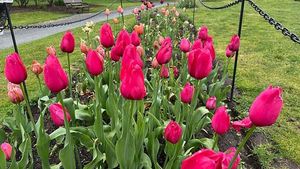Albany Tulip Festival Blooms This Mother's Day Weekend