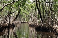 'Everglades Avenger' fights back against massive snakes taking over wetlands: 'They have to go' - NewsBreak