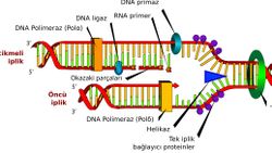 Vücudumuz Kendini Yanlış Kopyalıyor