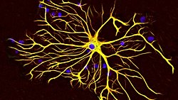 Beyinde 2 Yeni Gliya Hücresi Keşfedildi!