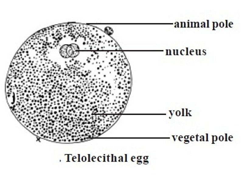 Telolektal (Telolecithal) Yumurta