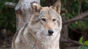 Controversy Erupts Over European Wolf Protections