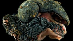 Yemek Yemeden Yaşayan Volkan Salyangozu