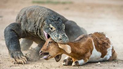 Ejderin Zehri: Komodo Ejderlerinin Ağzı Gerçekten 