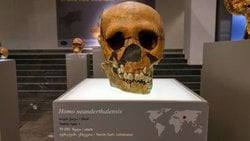 Neandertal Erkekler ve Modern İnsan Kadınlar: Antik Çiftleşme Tercihleri İnsan Genomunu Nasıl Şekillendirdi?