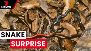 Horsley Park Home Uncovers 102 Snakes