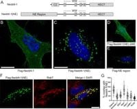 The primate-specific Nedd4-1(NE) localizes to late endosomes in response to amino acids to suppress autophagy - Nature Communications