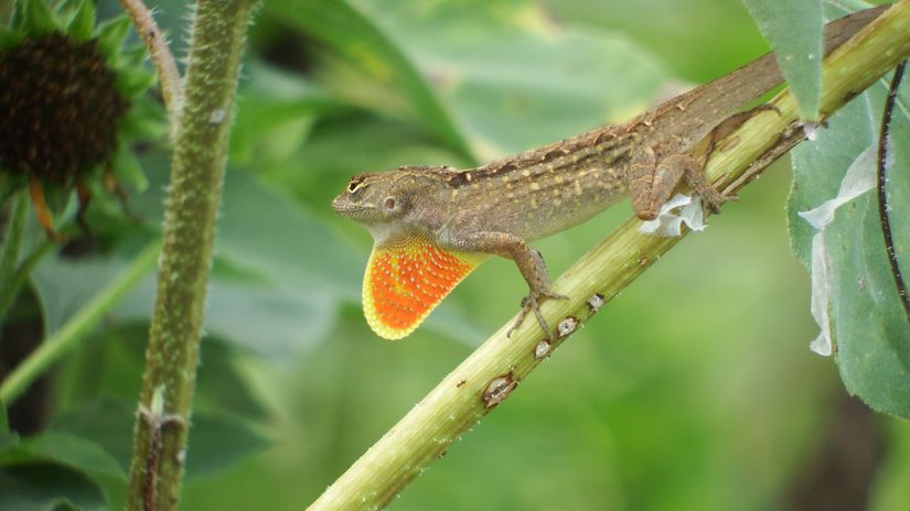 Kübalı Anole Kertenkeleleri