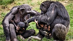 Primatların Koku Duyusu Sanılandan Daha Gelişmiş ve Şempanzeler, Akrabalarını Tanımak İçin Onları Kokluyor!