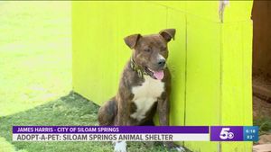 Why Are These Beloved Dogs Back In Shelters?