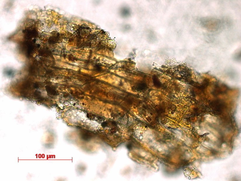 Plant residues discovered from dental calculus in El Miron