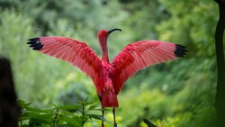 Kuş sütü diye bir şey var mı?