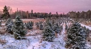 Maine's Christmas Tree Season Sees Revival