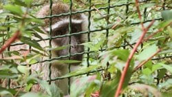 Hayvan Etiği ile İlgili Okumanız Gereken 20 Kitap