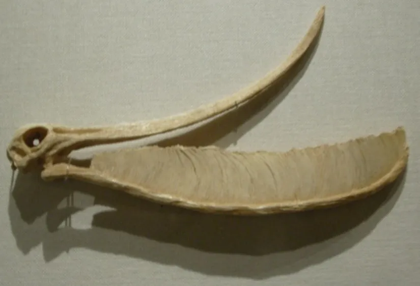 Pterodaustro kafatası.