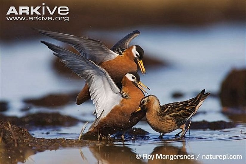 Phalaropus sp. türü dişi kuşlar (solda), erkek için (sağda) kavga ediyorlar.