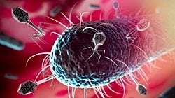 Bakteri ile Virüs Arasındaki Farklar Nelerdir?