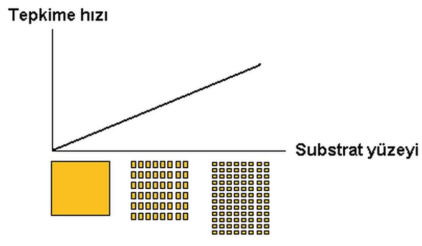 Enzimlerin substrat yüzeyinin arttırılmasına bağlı olarak verdikleri tepkinin grafiksel gösterimi.